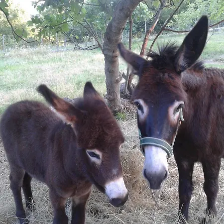 מלון Calussovo Ripenda Kras